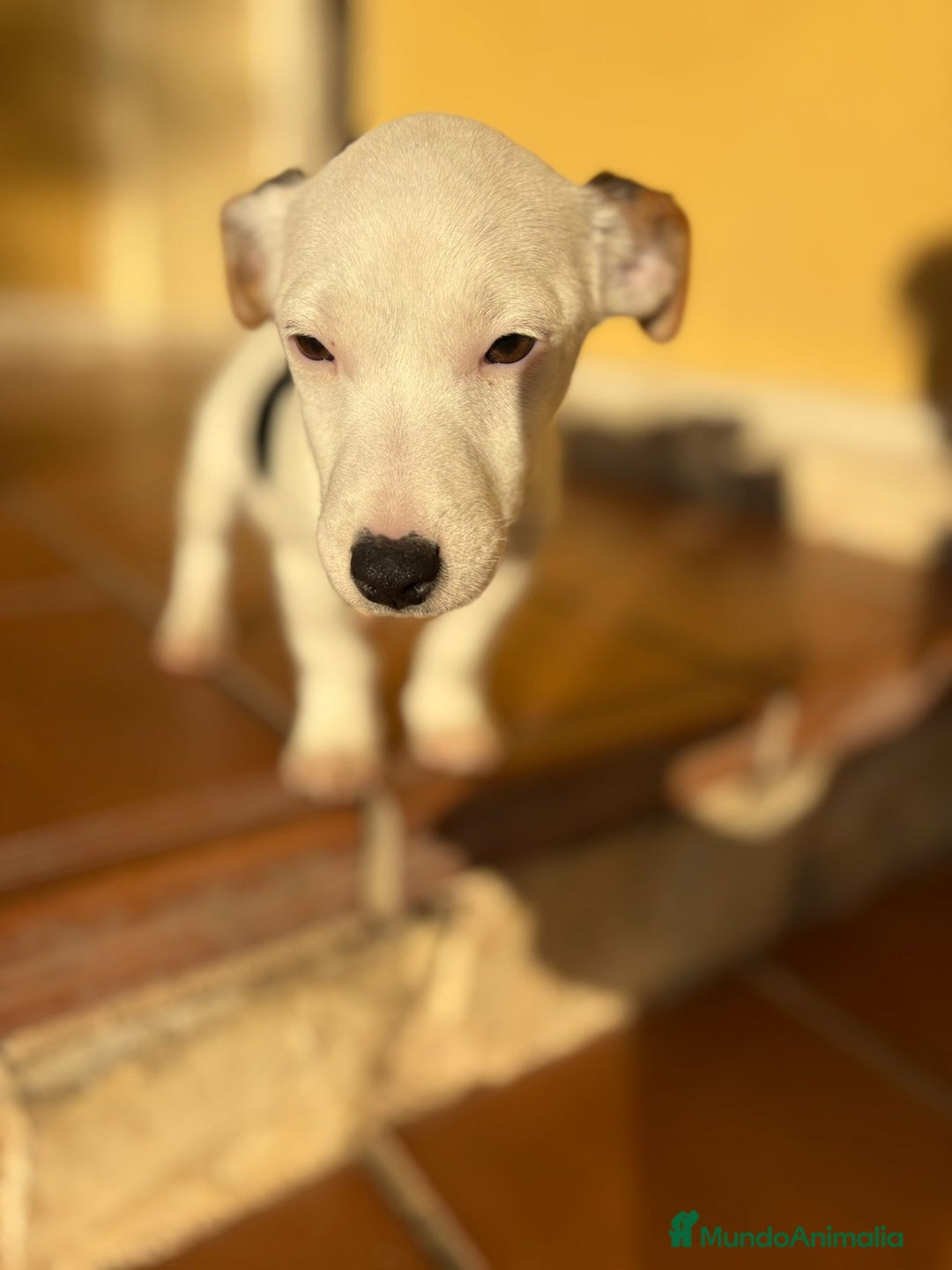 Jack Russell Terrier perros en venta: Cachorros de Jack russell  - Anuncio 21