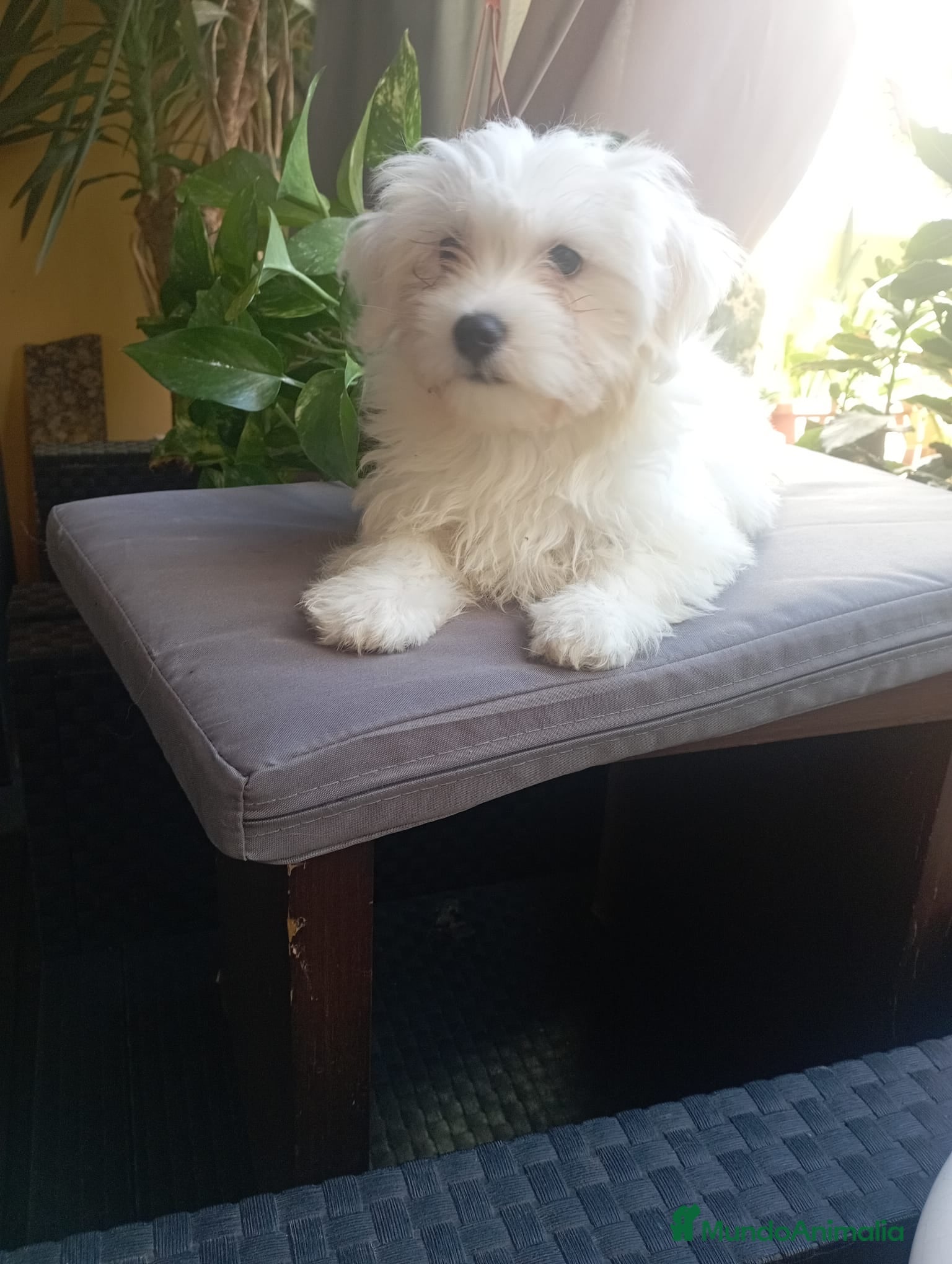 Bichón Maltés perros Último bichón maltés  - Anuncio 6