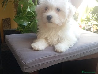 Bichón Maltés perros Último bichón maltés - Anuncio 2