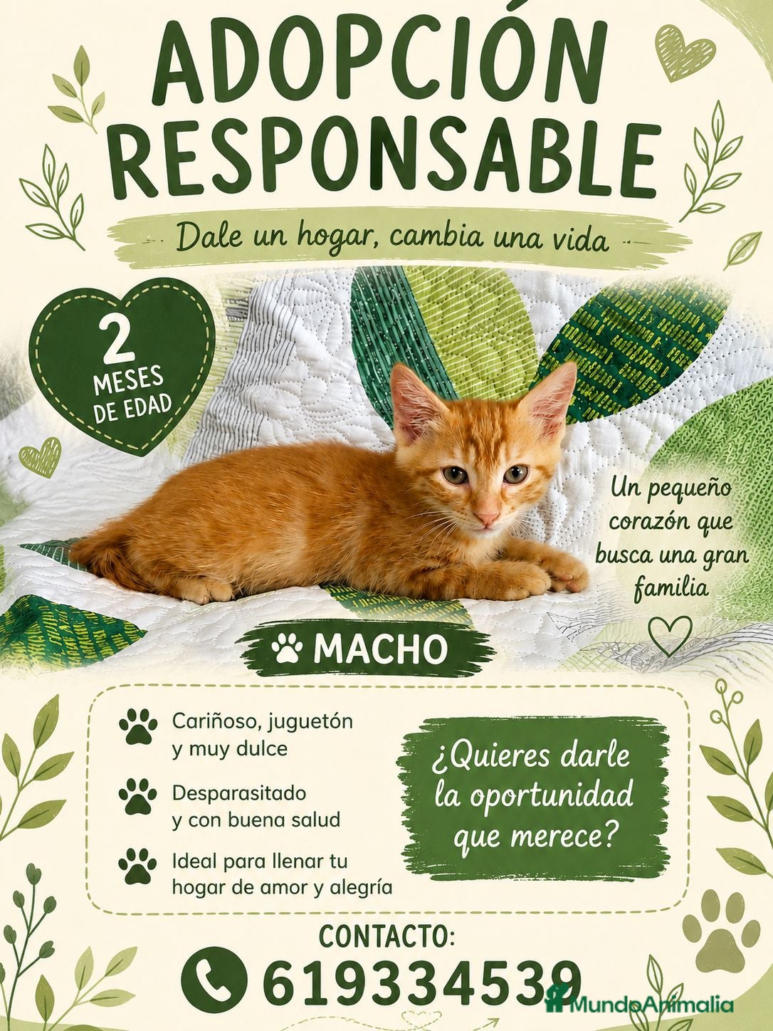 Europeo de Pelo Corto gatos Gatito macho en adopción - Anuncio 4