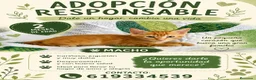 Europeo de Pelo Corto gatos en venta: Gatito macho en adopción - Anuncio 1