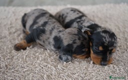Teckel Miniatura perros en venta: 🐾 Fina y Delfina – Teckel miniatura 🐾 - Imagen 10
