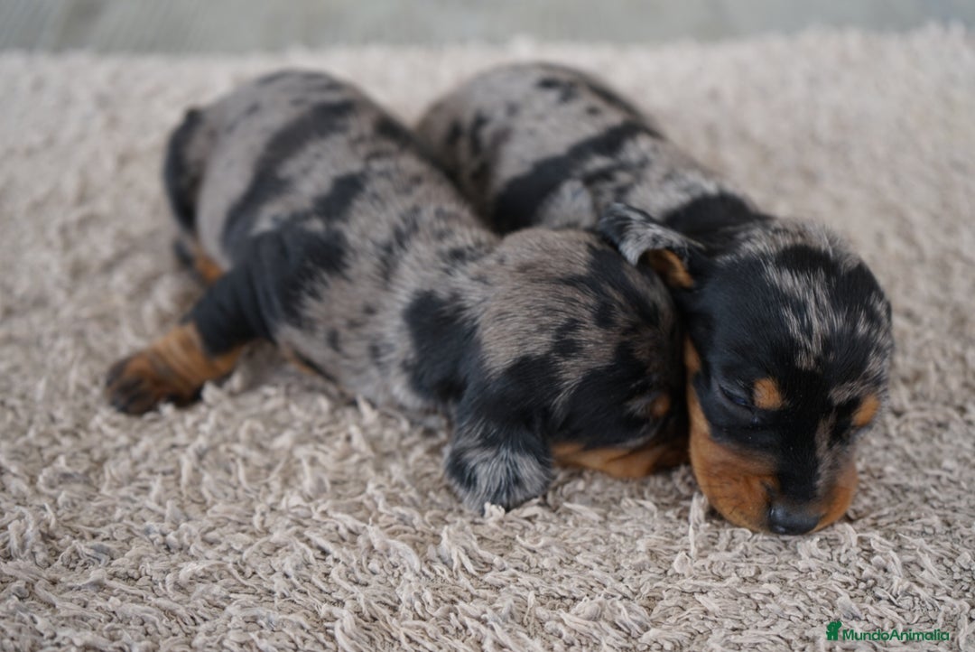 Teckel Miniatura perros en venta: 🐾 Fina y Delfina – Teckel miniatura 🐾 - Imagen 10