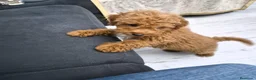 Caniche Toy perros en venta: Hembra de caniche Toy - Anuncio 5