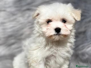 Bichón Maltés perros BICHON toy en Barcelona - Anuncio 28
