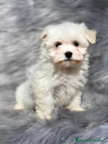Bichón Maltés perros en Barcelona - Anuncio 2