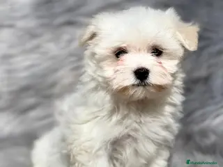 Bichón Maltés perros BICHON toy en Barcelona - Anuncio 7