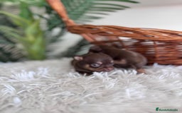 Chihuahua perros en venta: CHIHUAHUA MACHO CHOCOLATE & TAN - Imagen 7