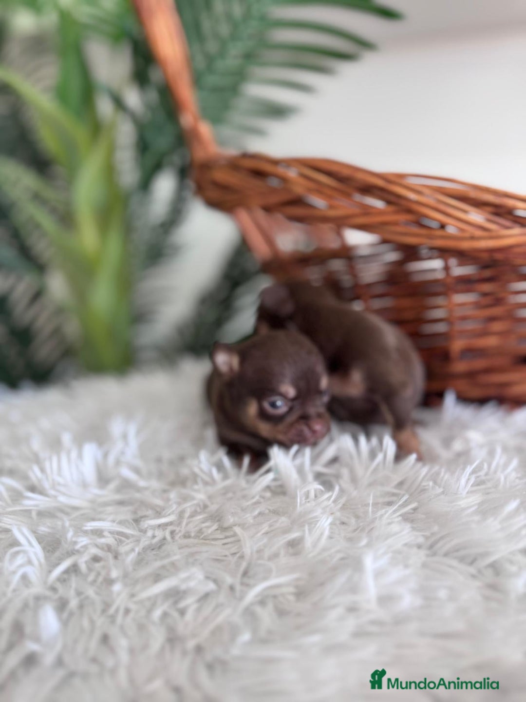 Chihuahua perros en venta: CHIHUAHUA MACHO CHOCOLATE & TAN - Imagen 7