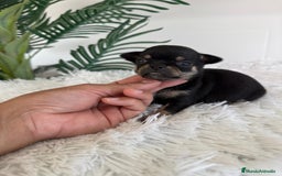 Chihuahua perros en venta: CHIHUAHUA MACHO NEGRO Y FUEGO - Imagen 4