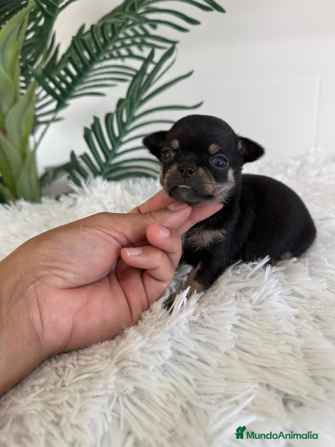 Chihuahua perros en venta: CHIHUAHUA MACHO NEGRO Y FUEGO - Imagen 4