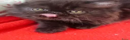 Persa gatos en venta: CACHORRO PERSA NEGRO - Anuncio 3