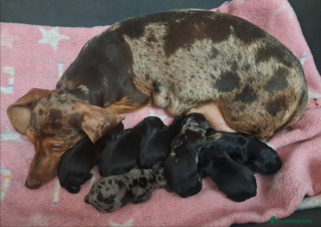 Teckel Miniatura perros en venta: Teckel Miniatura  - Imagen 11