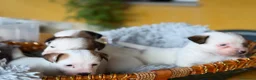 Jack Russell Terrier perros en venta: Cachorros de jack Russell disponibles - Anuncio 12
