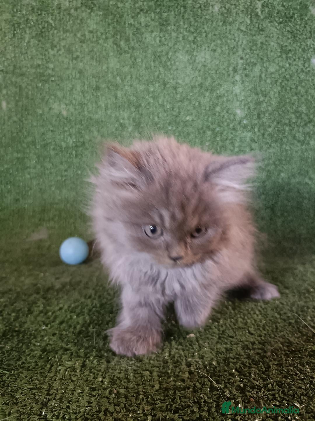 Británico de Pelo Largo gatos en venta: British Longhair Barcelona - Imagen 2