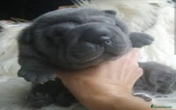 Shar Pei perros en venta: minipeis americanos azules - Imagen 1