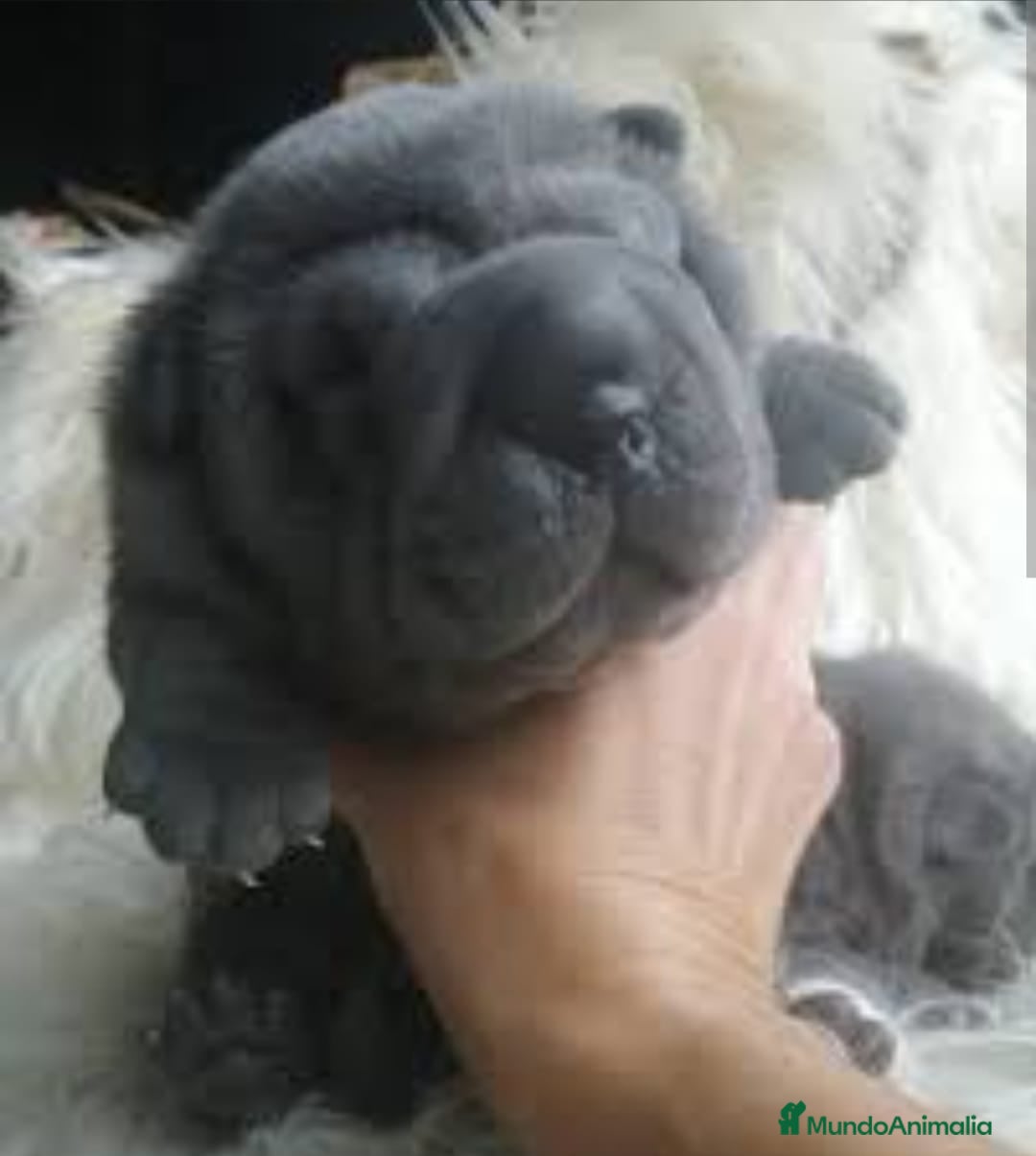 Shar Pei perros en venta: minipeis americanos azules - Imagen 1