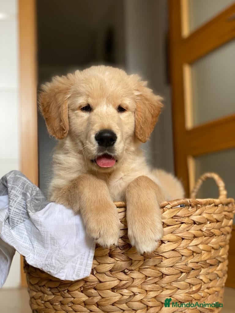 Golden Retriever perros CAMADA GOLDEN RETRIEVER en Salamanca - Anuncio 4