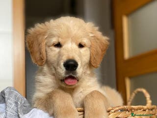 Golden Retriever perros CAMADA GOLDEN RETRIEVER en Salamanca - Anuncio 12