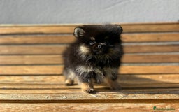 Pomerania perros en venta: Lulú de pomerania  - Imagen 3