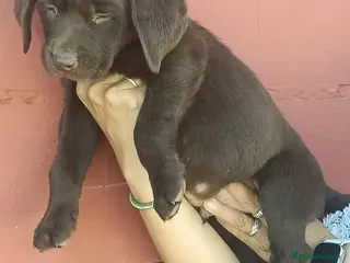 Labrador Retriever perros Espectacular macho labrador chocolate!!🐾🐶 - Anuncio 1