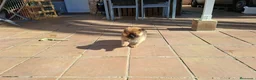 Pomerania perros en venta: Último cachorro pomerania! - Anuncio 3
