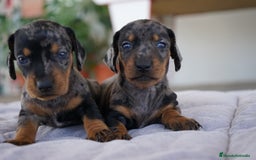 Teckel Miniatura perros en venta: 🌸 Florentina – Teckel miniatura merlé con negro🐾 - Imagen 9