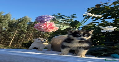 Husky Siberiano perros - Anuncio 11