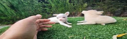 Chihuahua perros en venta: Chihuahuas militoy - Anuncio 5