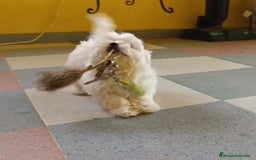 Bichón Maltés perros en venta: Bichon maltés toy  - Imagen 2