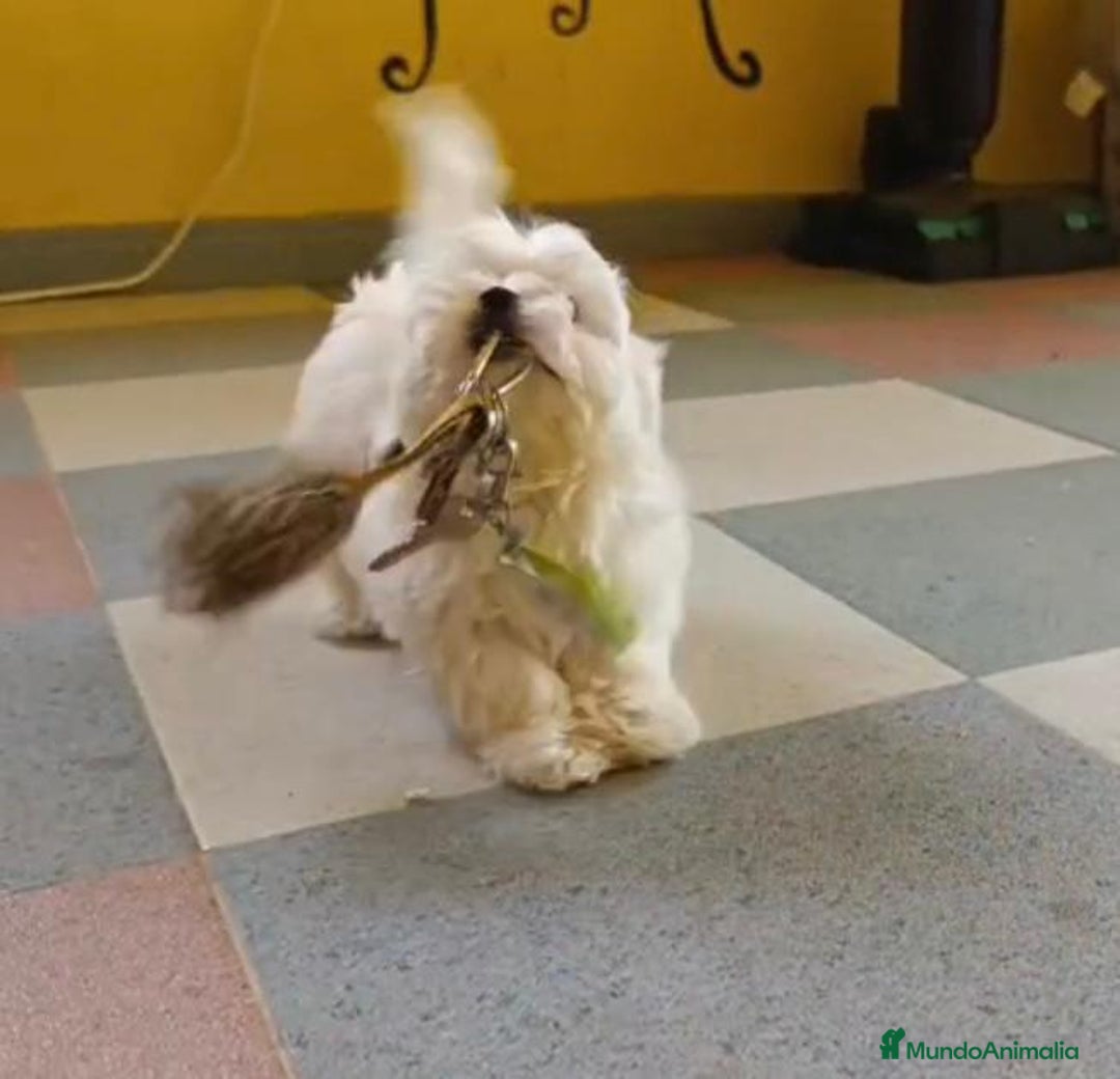 Bichón Maltés perros en venta: Bichon maltés toy  - Imagen 2