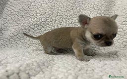 Chihuahua perros en venta: chihuahua cabeza de manzana - Imagen 2
