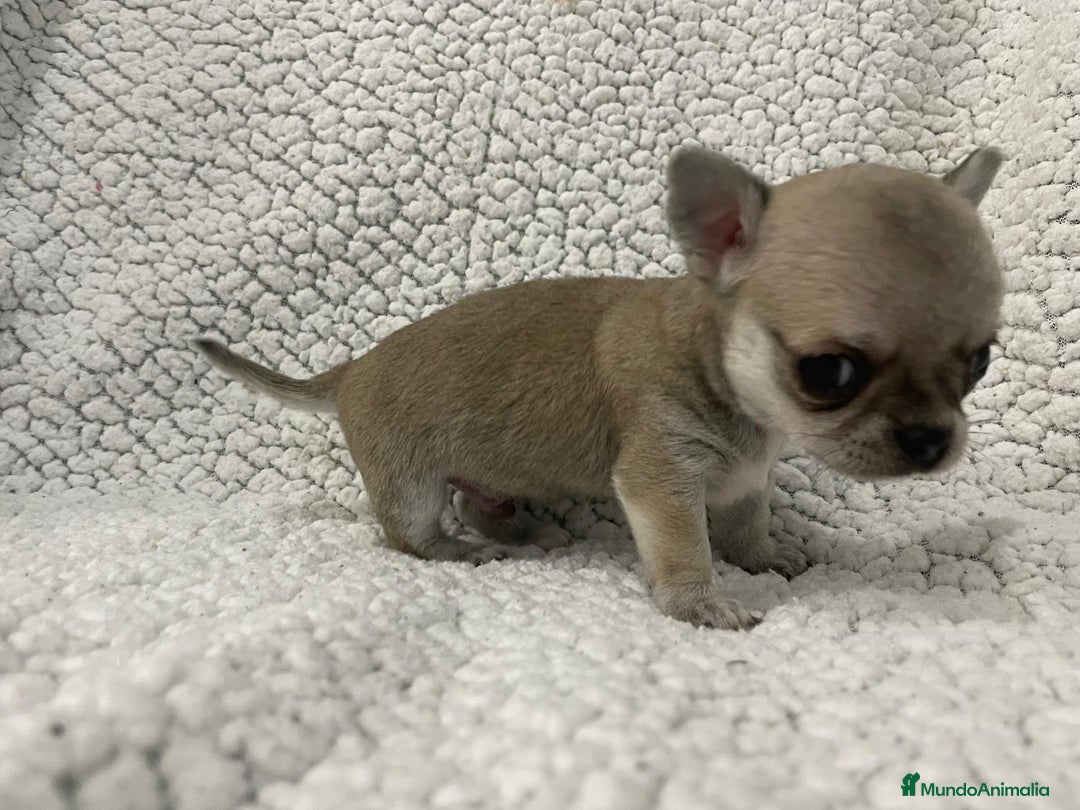 Chihuahua perros en venta: chihuahua cabeza de manzana - Imagen 2