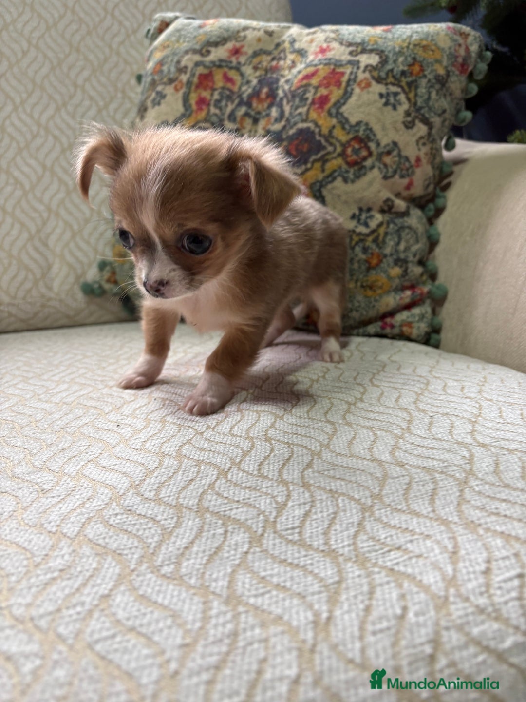 Chihuahua perros en venta: Chihuahua Toy hembra chocolate pelo largo  - Anuncio 12