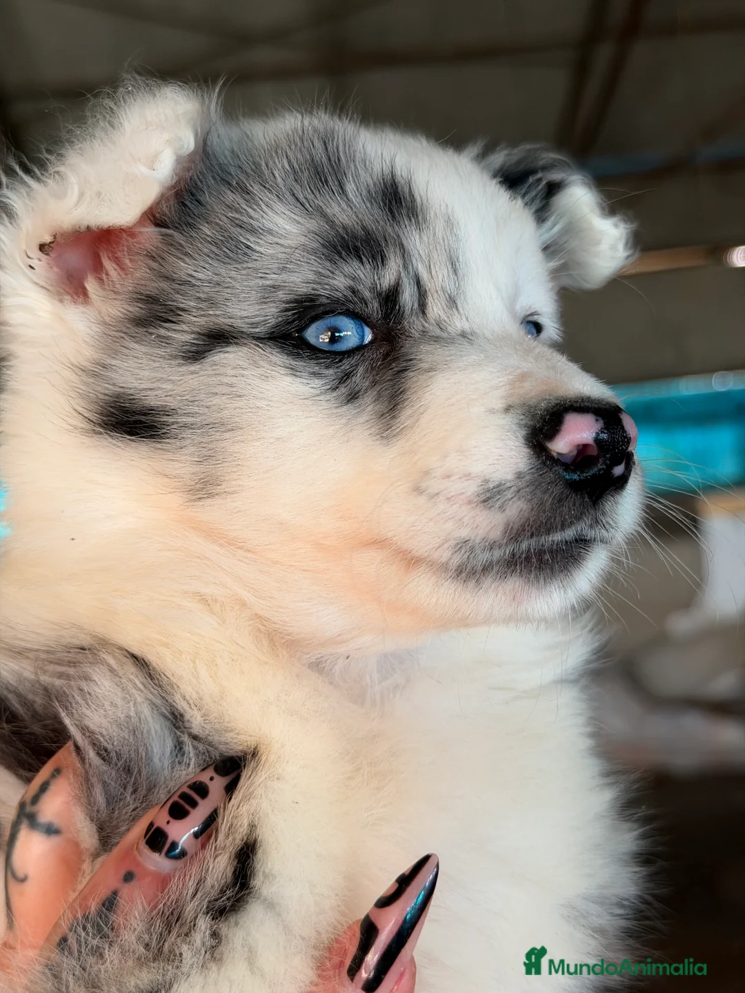 Border Collie perros en venta: Border colllie Merle  - Anuncio 2