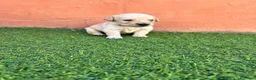 Golden Retriever perros en venta: Golden Retriever  - Anuncio 2