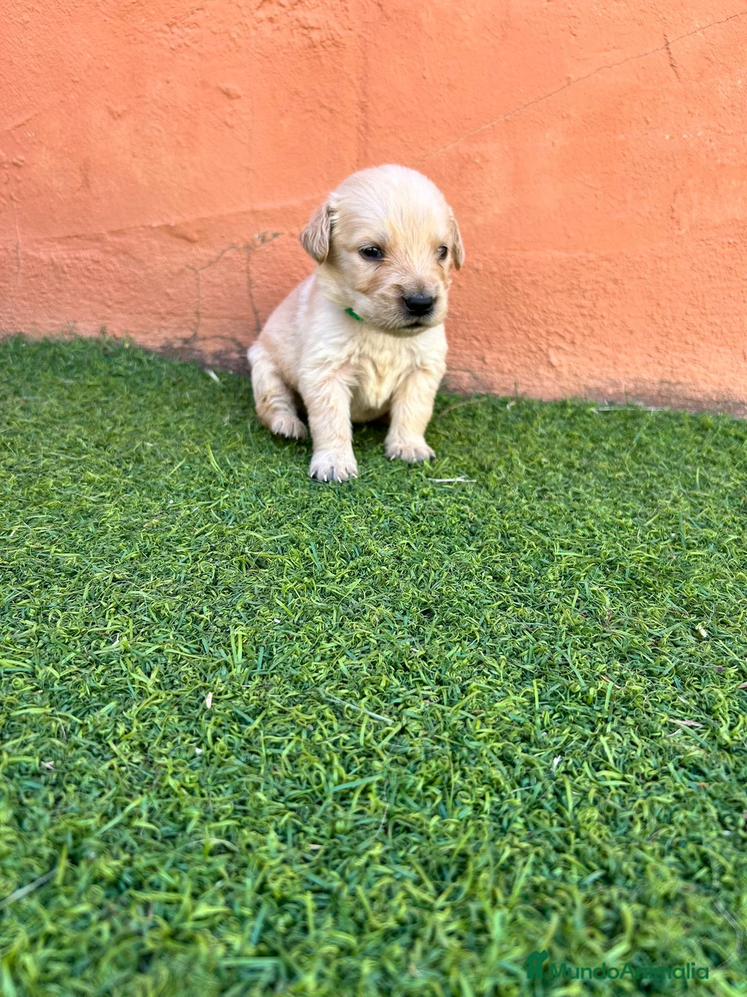 Golden Retriever perros en venta: Golden Retriever  - Anuncio 2