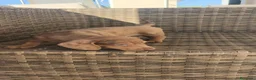 Teckel Miniatura perros en venta: Teckel Mini Arlequín macho ojos claros - Anuncio 8