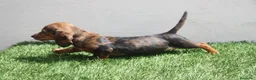 Teckel Miniatura perros en venta: Teckel Miniatura  - Anuncio 14