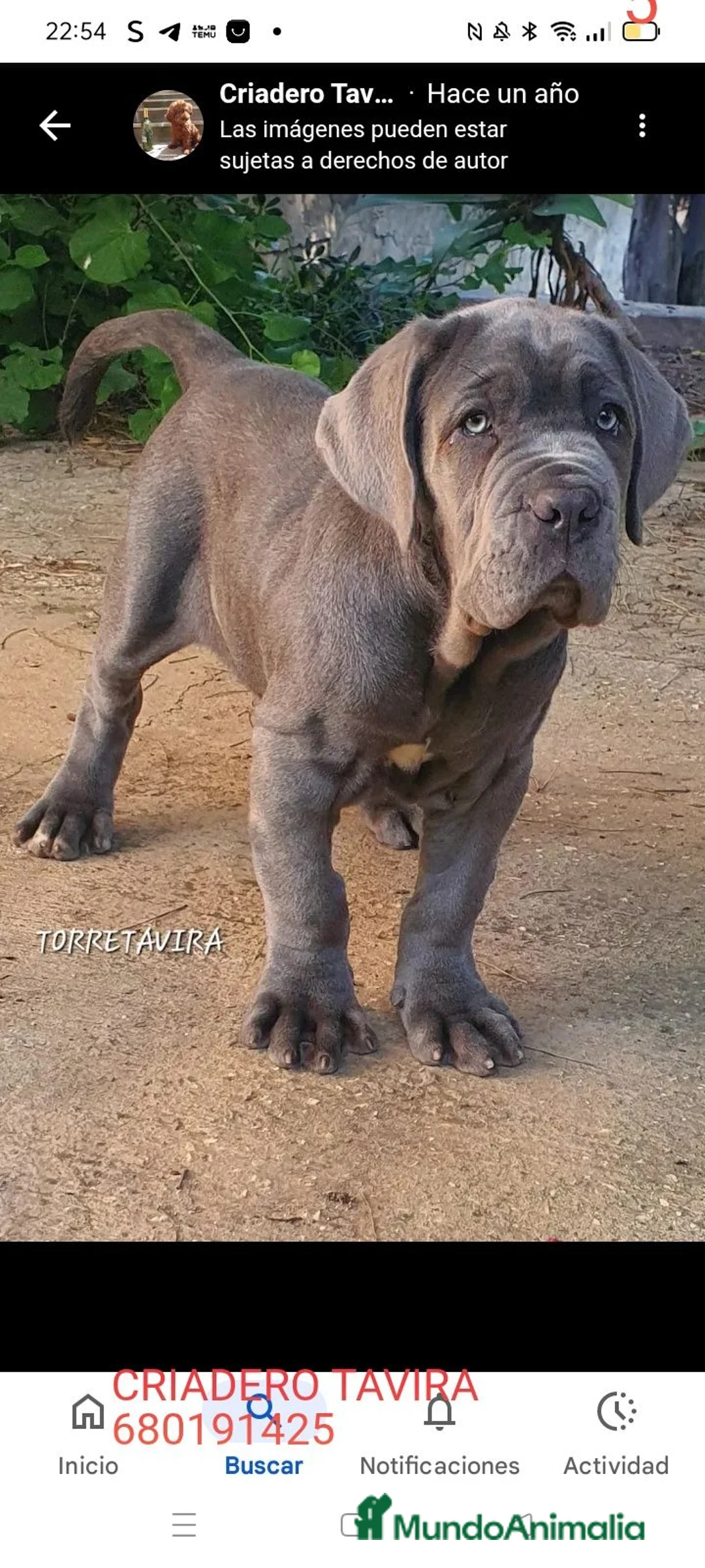 Mastín Napolitano perros en venta: Mastín Napolitano - Anuncio 1