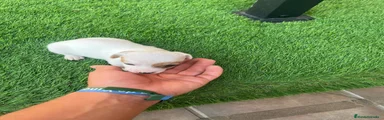 Jack Russell Terrier 2
