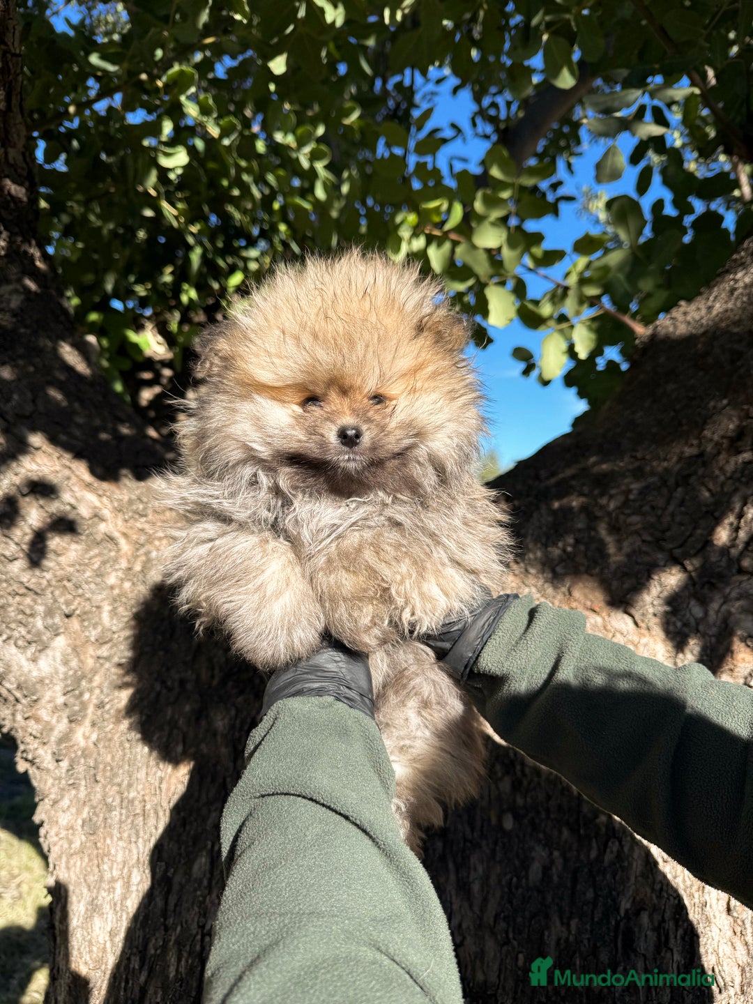 Pomerania perros en venta: Lulu Pomerania blanco y Sable - Anuncio 2