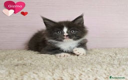 Maine Coon gatos en venta: Gatitos maine coon - Imagen 2