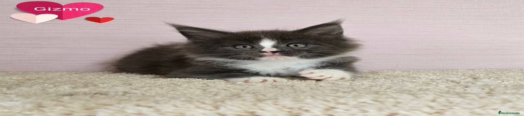 GIZMO