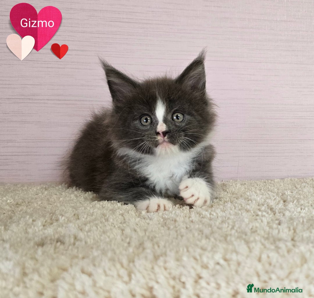 Maine Coon gatos en venta: Gatitos maine coon - Imagen 2