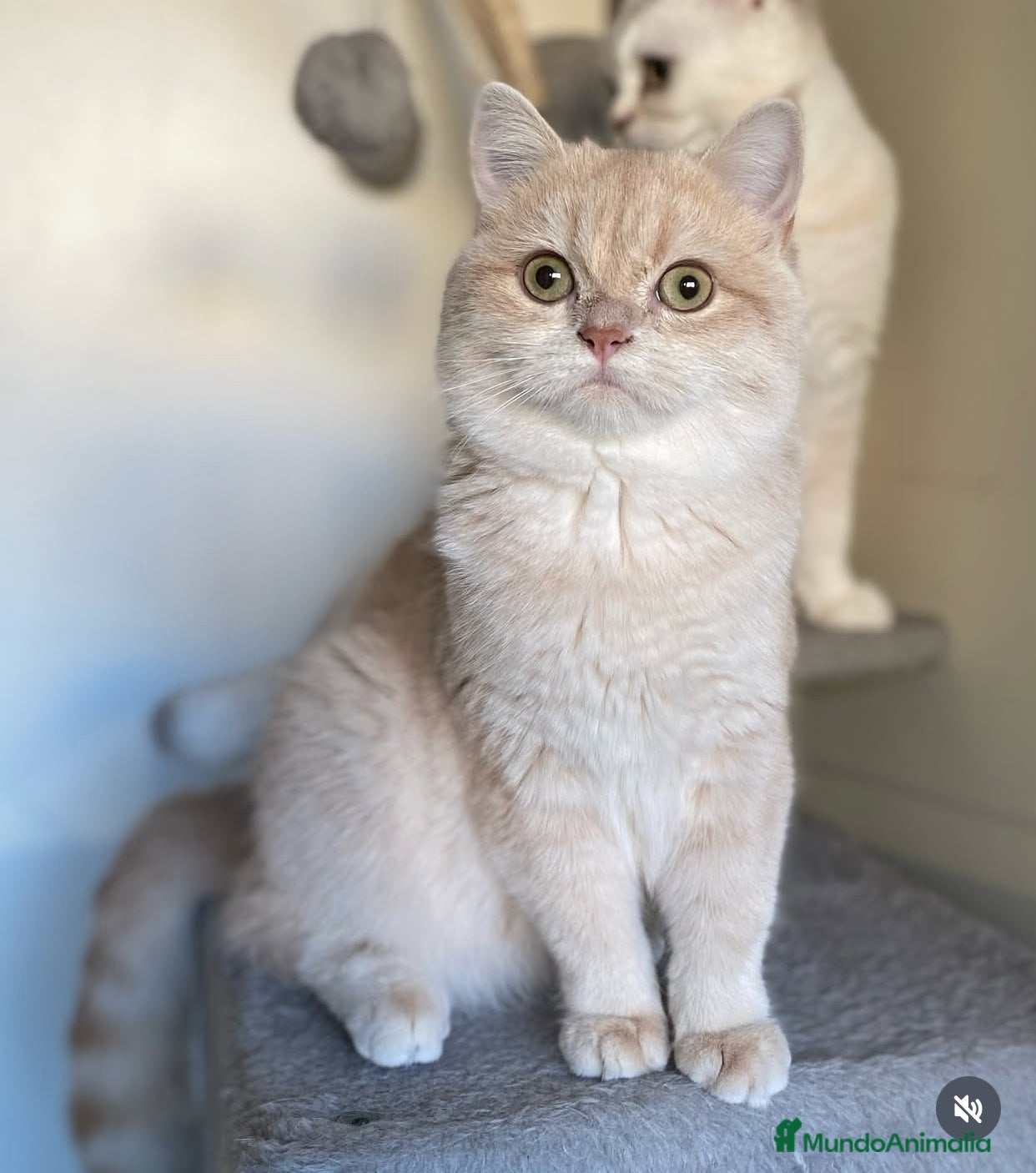 Británico de Pelo Corto gatos Busco gato british golden para monta Barcelona - Anuncio 1