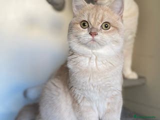 Británico de Pelo Corto gatos Busco gato british golden para monta Barcelona - Anuncio 10