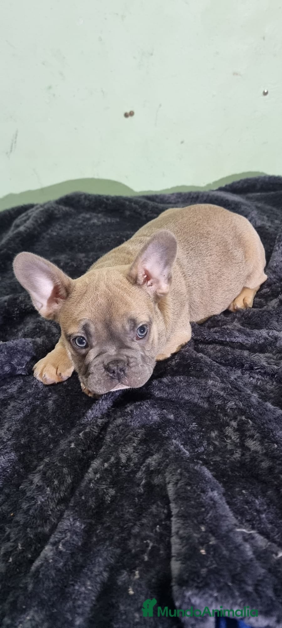 Bulldog Francés perros Bulldog francés machos Fawn ojos claros  - Anuncio 3