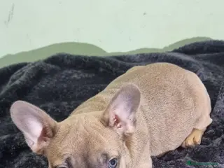 Bulldog Francés perros Bulldog francés machos Fawn ojos claros - Anuncio 3