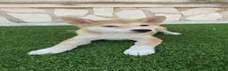 Shiba Inu perros en venta: Shiba Inu Cachorros - Anuncio 6